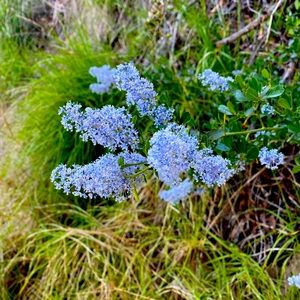 rag & bone Jeans Size 28